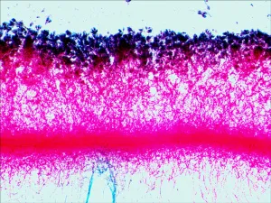 Набор микропрепаратов Levenhuk N80 NG «Увидеть все!», изображение 15