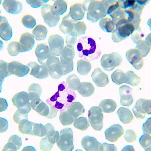 Микроскоп биологический цифровой MAGUS Bio D230TL LCD, изображение 28