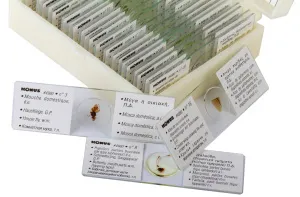 Набор микропрепаратов Konus 25: «Насекомые», изображение 3