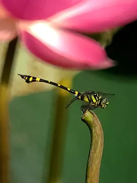 Фототелескоп Levenhuk Kelvin MAK80 AZ, изображение 16