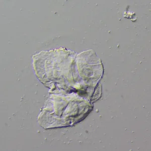 Устройство для работы методом дифференциально-интерференционного контраста (ДИК) MAGUS DIC290, изображение 12