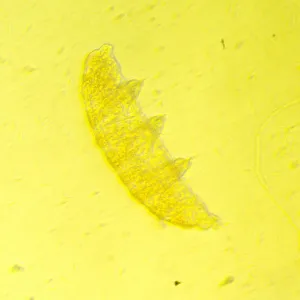 Микроскоп биологический инвертированный MAGUS Bio V350, изображение 19