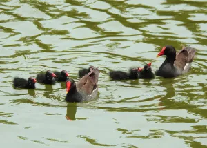 Фототелескоп Levenhuk Kelvin MAK60 mini AZ, изображение 15