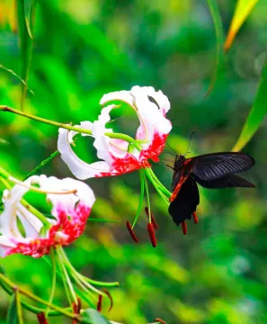 Фототелескоп Levenhuk Kelvin MAK60 mini AZ, изображение 16