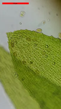 Микроскоп Bresser Erudit Basic 40–400x, изображение 18