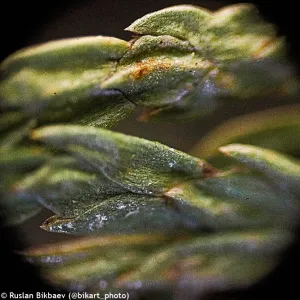 Микроскоп Levenhuk Rainbow D50L PLUS, 2 Мпикс, Moonstone\Лунный камень, изображение 21