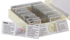 Набор микропрепаратов Konus 25: «Клетки и ткани животных», изображение 3