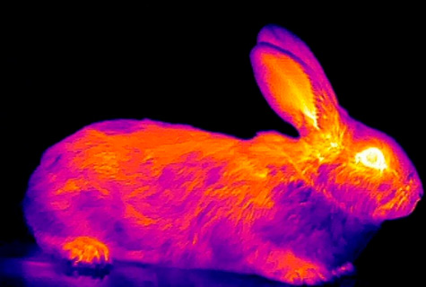 Тепловизоры для охоты: на что обращать внимание при покупке? Тепловизоры для охоты: на что обращать внимание при покупке?